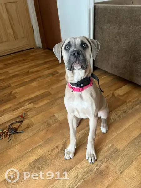 Lost Tan Puppy, Pink Collar - Reward! - photo