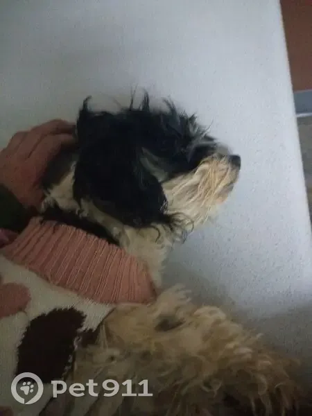 Lost Havanese: Small, White & Black, Springfield - photo