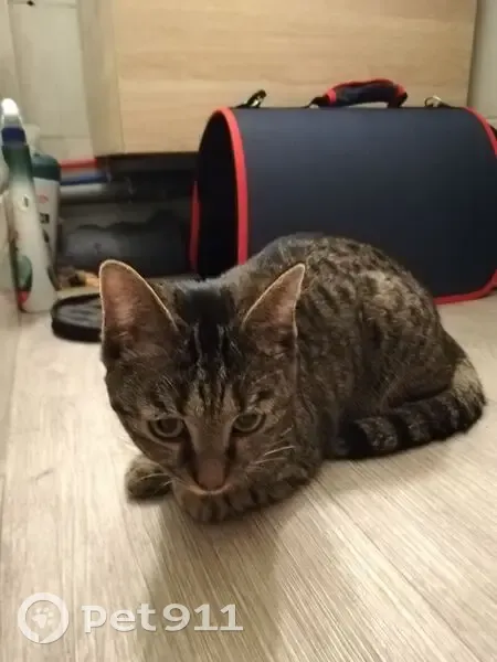 Chatte tigrée trouvée Rue des Sarrazins - photo