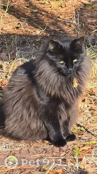 Help Find Spooky: Fluffy Black Cat Lost - photo