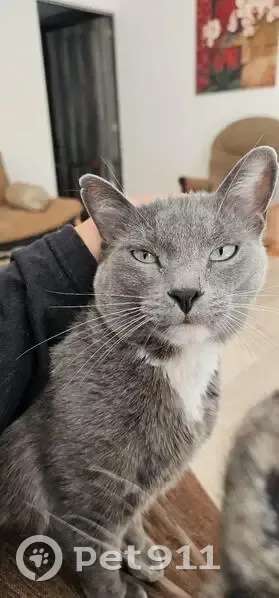 Gato Gris Perdido en San Andrés Cholula - photo