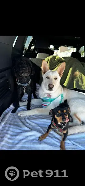 Lost Dog: Brown/Black, 5-6 lbs, Tonopah - photo