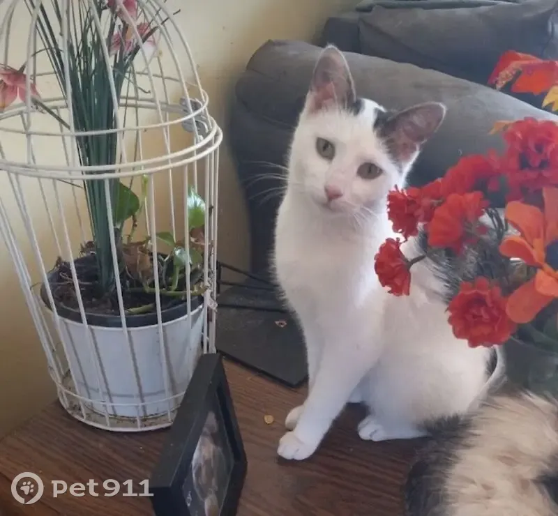 Lost Cat: White/Gray/Tan on E 38th Ave - photo