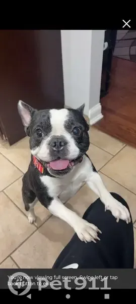 Help Find Chica: Missing Frenchie in Berkeley - photo