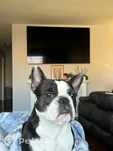 Help Find Our Lost Frenchie in Berkeley! - photo