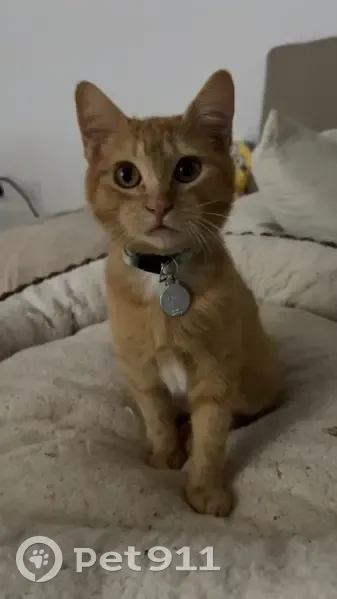 Gatito Naranja Perdido en San Miguel de Salinas - photo