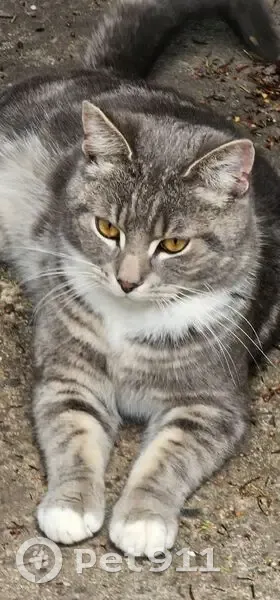 Lost Fluffy Grey Cat in Milan Court - photo