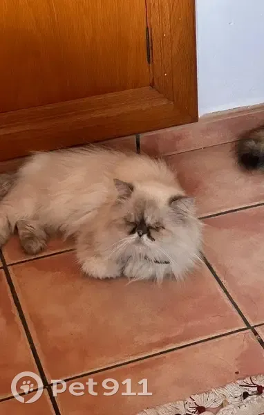 Gato blanco perdido en Carrer Cerves, 30 - photo