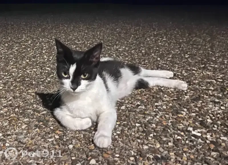 Friendly Cat Found: Now at Dakabin Pound - photo