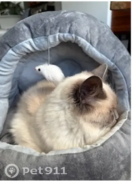 Lost Ragdoll Cat: White, Black Tail & Ears - photo