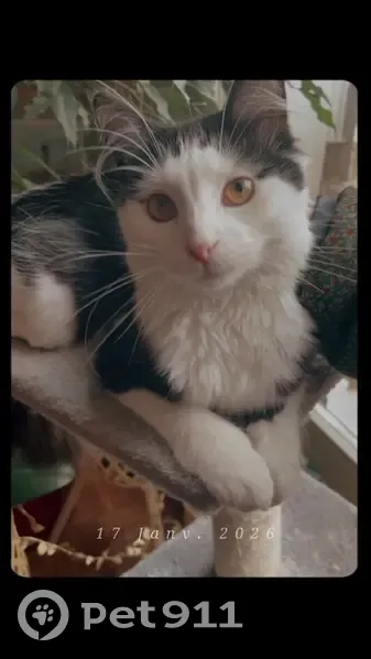 Chatte perdue, noire/blanche, 8 mois, Versailles - photo
