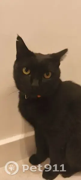 Gato Negro Cariñoso Perdido en Barcelona - photo