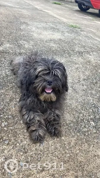 Cachorro encontrado - photo