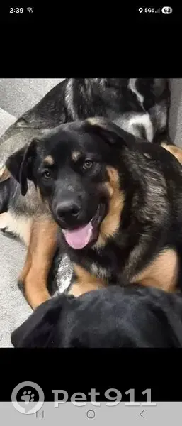 Help Find Our Friendly Lost Dog Mix! - photo