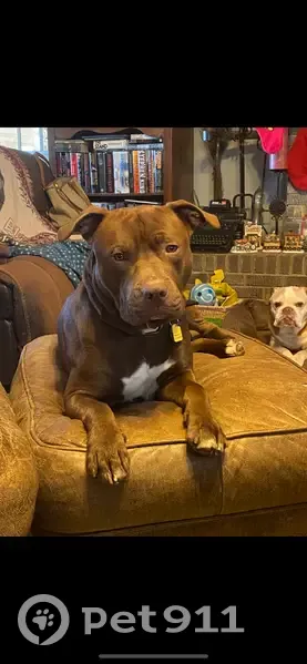 Lost Dog: Reddish Brown, Black Collar - photo