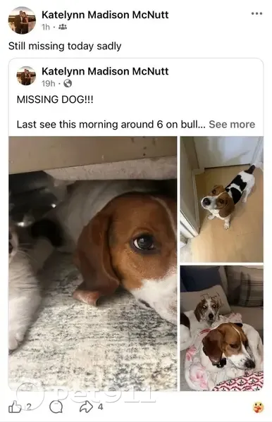 Sweet, Playful Dog Lost on Bull Slough Rd - photo