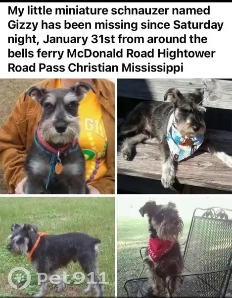 Lost Black & Gray Dog on Hightower Rd - photo