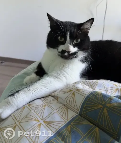 Chat perdu : Gros noir et blanc, Miyou, Annecy - photo
