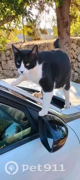 Gatita Esmoquin Perdida en Lloret de Vistalegre - photo