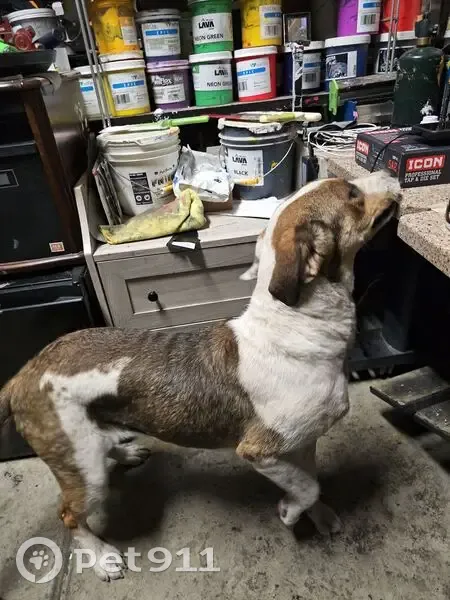 Sweet Yet Fierce Lost Dog on Lasalle Dr - photo