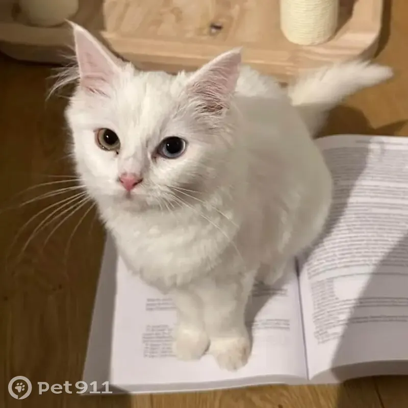 Lost White Cat: Fluffy Tail & Unique Eyes - photo