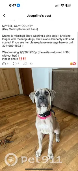 Lost Dog: Tan Coat, Grey Eyes - Maysel - photo