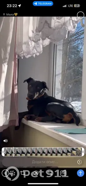 Зникла собака Бадді на Антіна Манастирського - photo