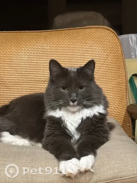 Missing Large Gray Cat on Woodbine Rd - photo