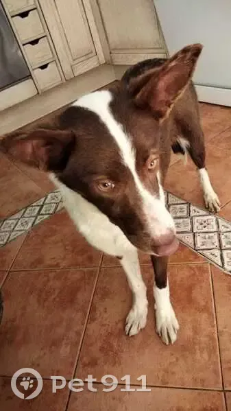 Perra Cariñosa Rescatada en Peligros - photo