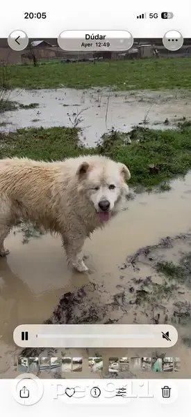 Mastín del Pirineo Perdido en Aguas Blancas - photo