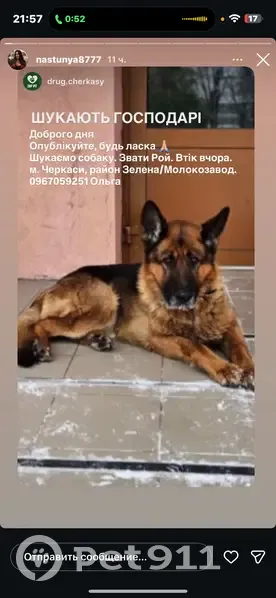 Зникла собака Рой у Черкасах! Допоможіть! - photo