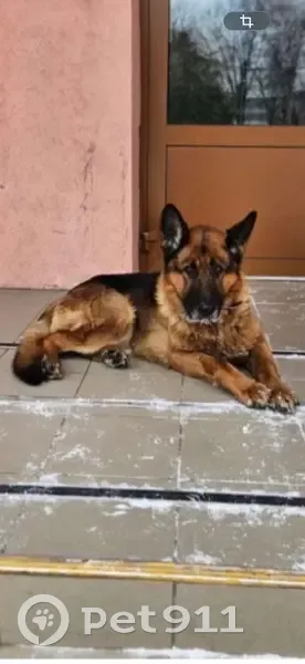 Зникла собака Рой: Черкаси, провулок Біляшівського - photo