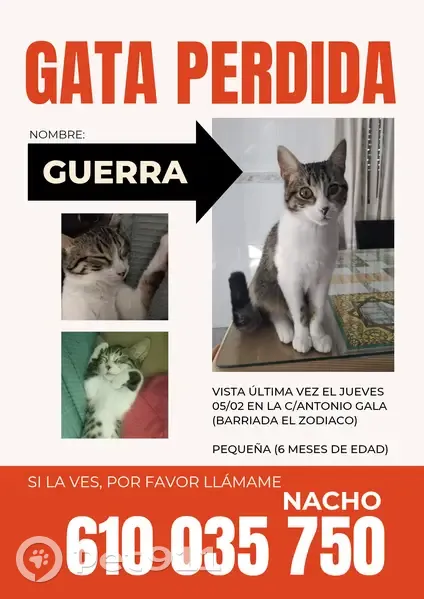 Gatita Perdida en Sevilla: 8 Meses, Calle A. Gala - photo
