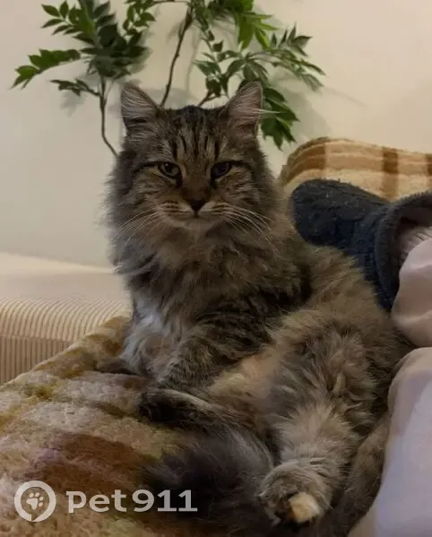 Chatte perdue à Tournefeuille - photo
