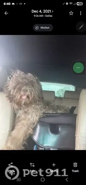 Lost: Brown, Fluffy Dog Near Forney - photo