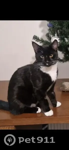 Lost Tuxedo Cat: Help Find Zorro! - photo