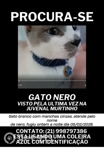 Gato desaparecido - photo