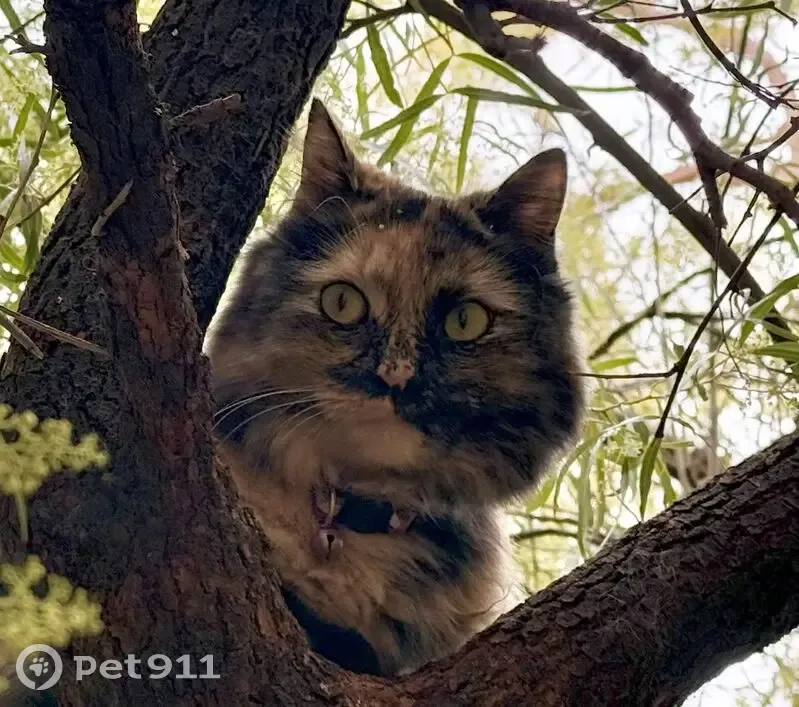 Lost Cat: Patchy Nose in Las Vegas - photo