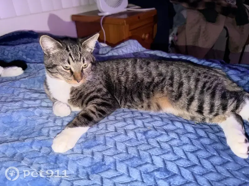 Help Find Benny: Lost Kitten in Clarkdale - photo