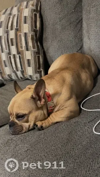 Lost Dog: Tan & White, Galveston Area - photo