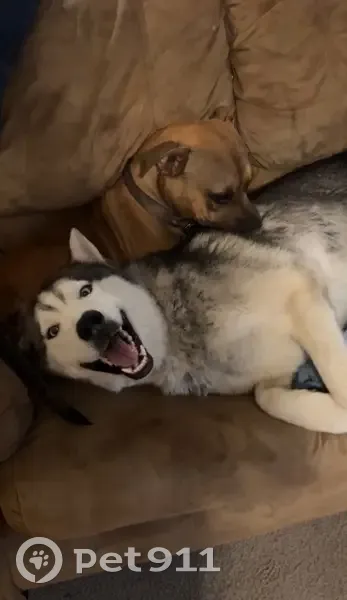 Help Find Injured, Gentle Giant Kodiak - photo