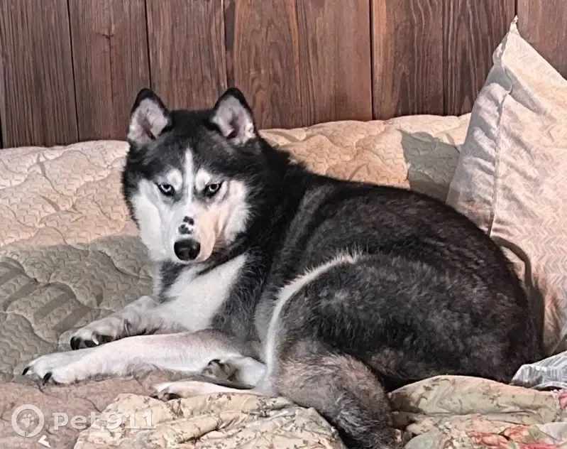 Lost Husky: Black & White, Friendly, I-40 - photo