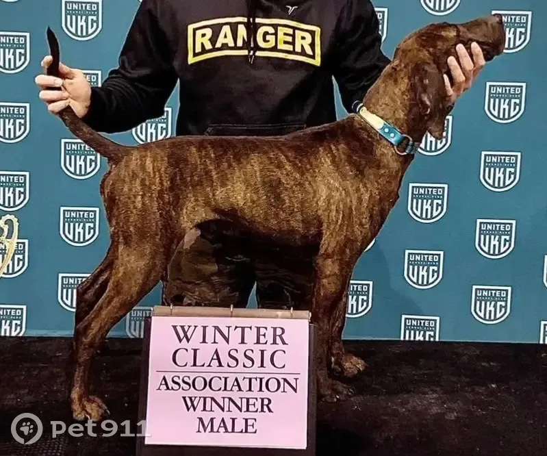 Lost Brindle Dog: JB Horne Rd, Hattiesburg - photo