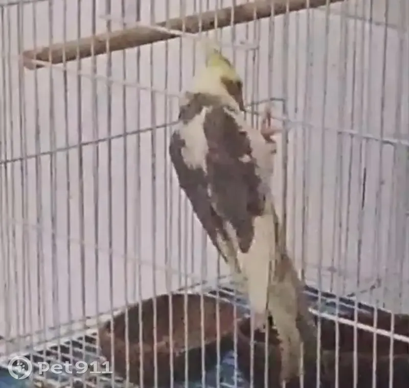 Pássaro perdido - photo