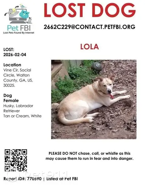 Lost Friendly Blonde Husky Mix in Social Circle - photo