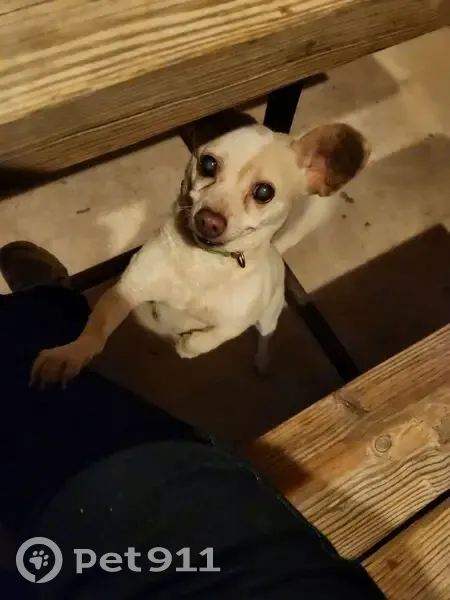 Lost: White Chihuahua with Pink Collar - photo