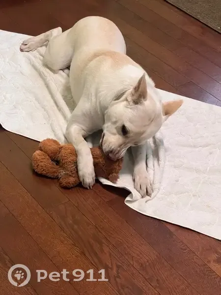 Lost Dog Alert: White Coating in Huntington - photo