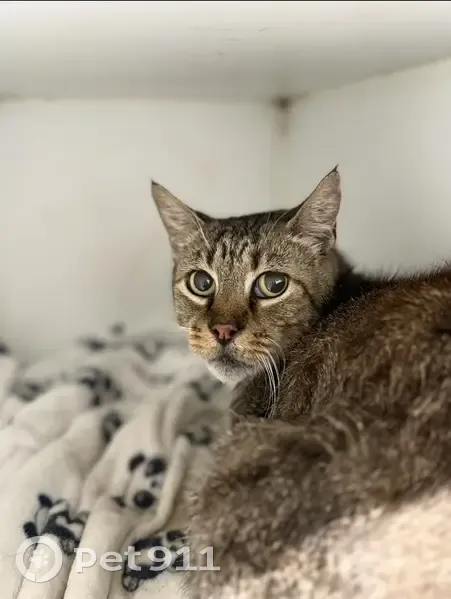 Lost Tabby Cat: Friendly & Scared in Lake Macquarie - photo