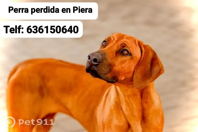 Perro Perdido en Can Claramunt: Ayuda Urgente - photo