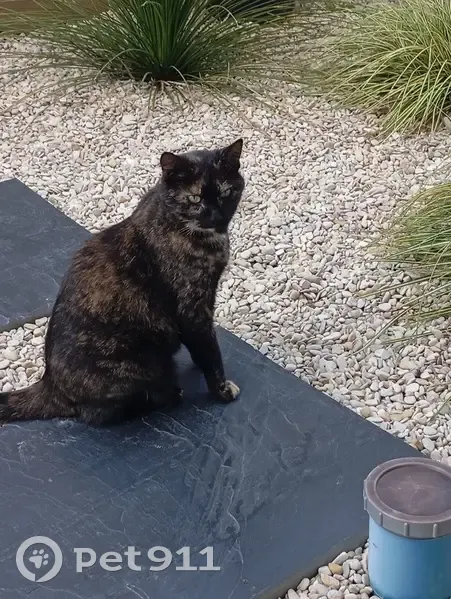 Chatte Écailles de tortue perdue à Ploeren - photo